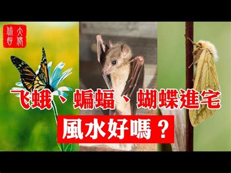 家裡有蛾代表|【家裡出現飛蛾代表什麼】家裡出現飛蛾代表什麼？到。